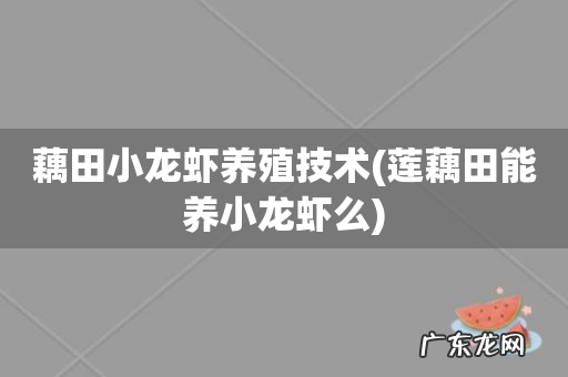 莲藕田能养小龙虾么 藕田小龙虾养殖技术