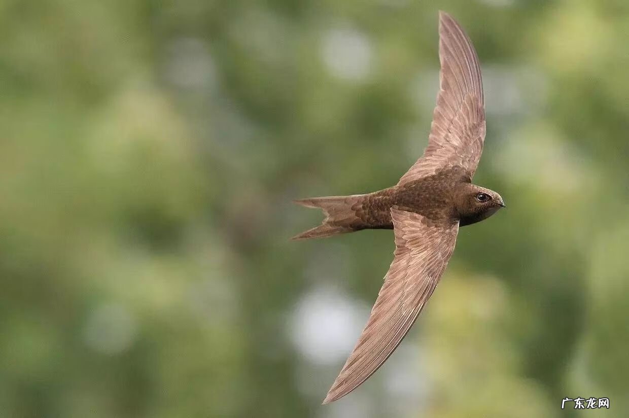 燕子的尾巴像什么可以当什么 燕子的尾巴在风水有什么作用