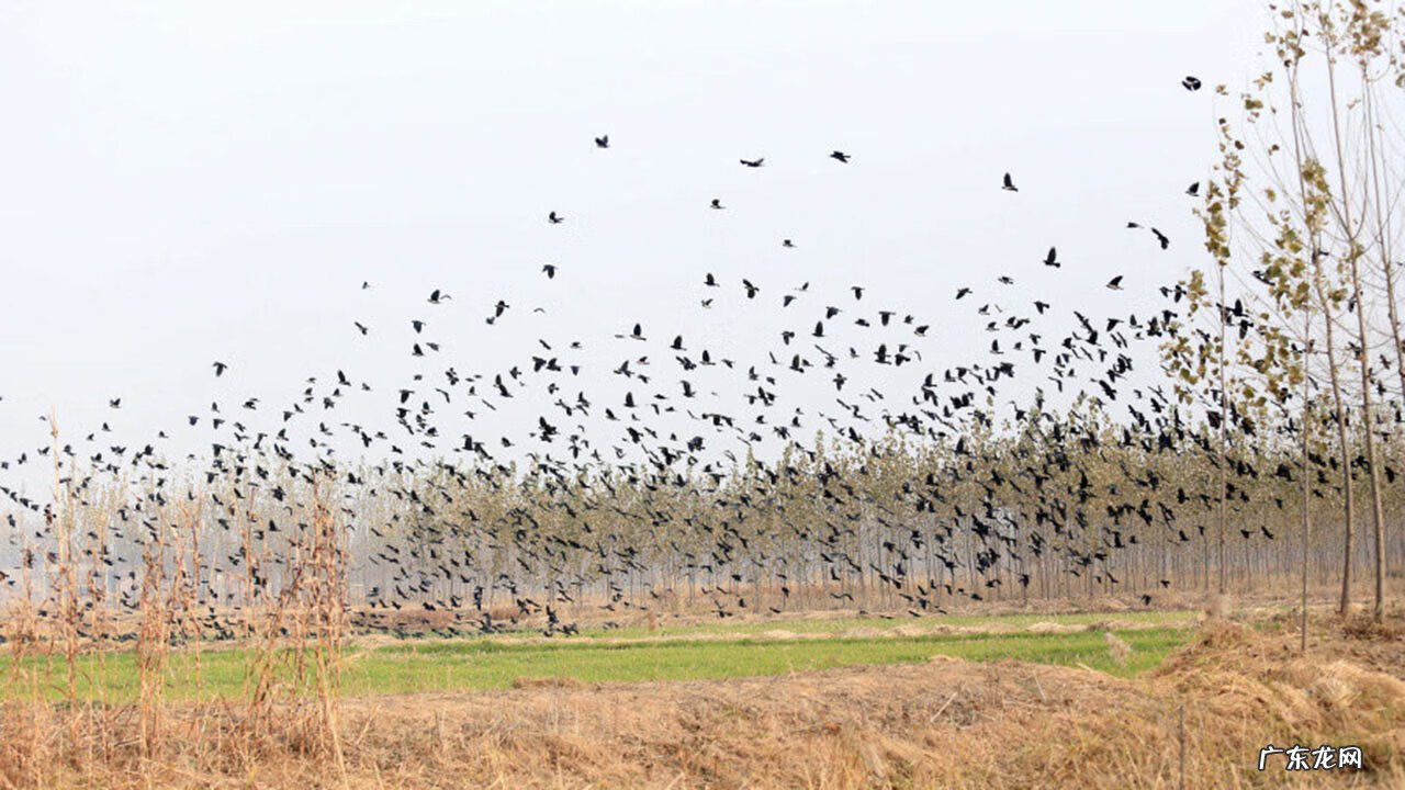 燕子的尾巴像什么可以当什么 燕子的尾巴在风水有什么作用