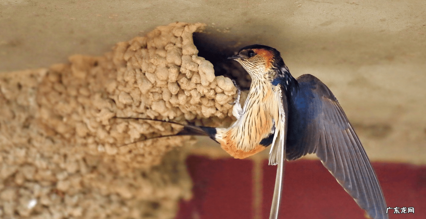 燕子的尾巴像什么可以当什么 燕子的尾巴在风水有什么作用