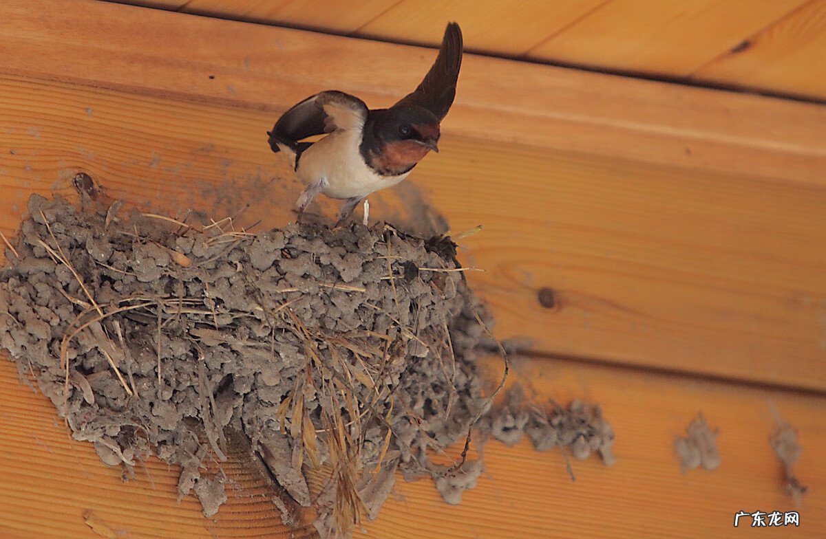燕子的尾巴像什么可以当什么 燕子的尾巴在风水有什么作用