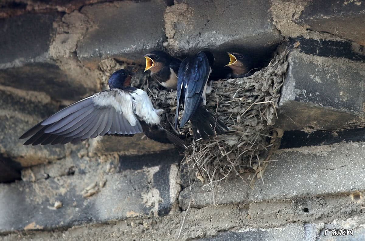 燕子的尾巴像什么可以当什么 燕子的尾巴在风水有什么作用