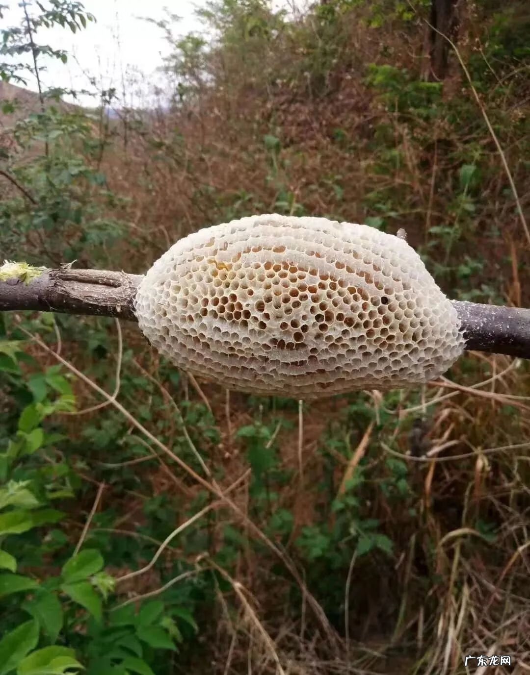 燕子的尾巴像什么可以当什么 燕子的尾巴在风水有什么作用