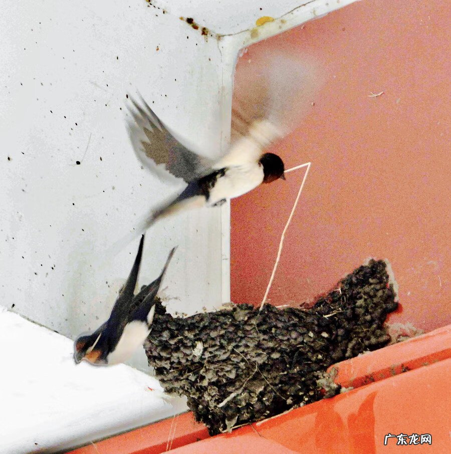 燕子的尾巴像什么可以当什么 燕子的尾巴在风水有什么作用