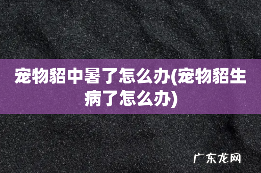 宠物貂生病了怎么办 宠物貂中暑了怎么办