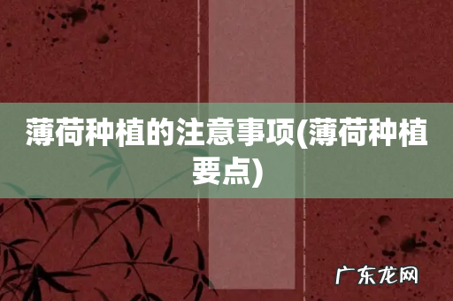 薄荷种植要点 薄荷种植的注意事项