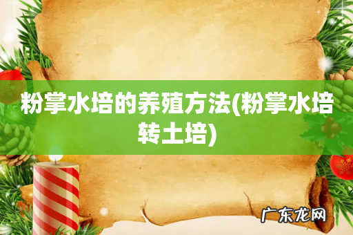 粉掌水培转土培 粉掌水培的养殖方法