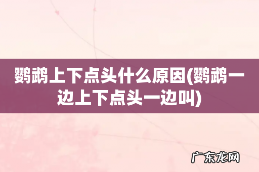 鹦鹉一边上下点头一边叫 鹦鹉上下点头什么原因