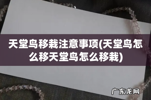 天堂鸟怎么移天堂鸟怎么移栽 天堂鸟移栽注意事项