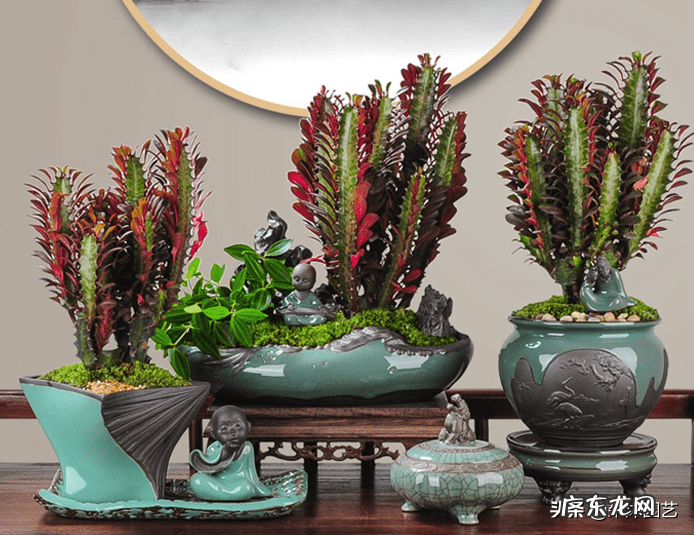 家里植物越长越茂盛预兆 植物茂盛的地方风水好