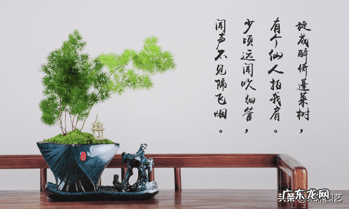 家里植物越长越茂盛预兆 植物茂盛的地方风水好