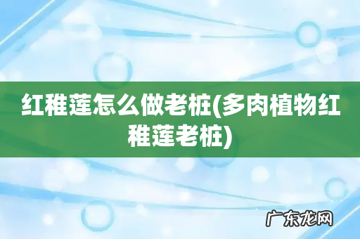 多肉植物红稚莲老桩 红稚莲怎么做老桩