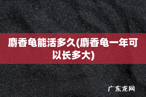 麝香龟一年可以长多大 麝香龟能活多久