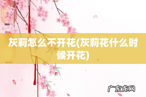 灰莉花什么时候开花 灰莉怎么不开花