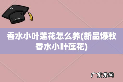 新品爆款香水小叶莲花 香水小叶莲花怎么养