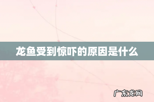 龙鱼受到惊吓的原因是什么