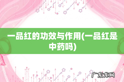 一品红是中药吗 一品红的功效与作用