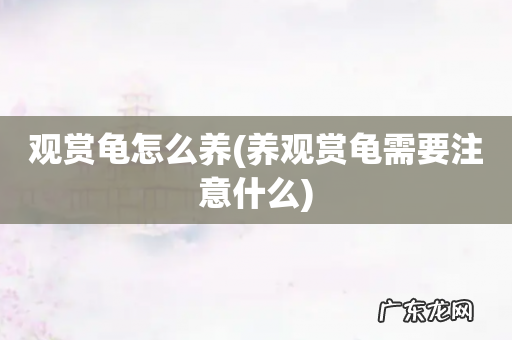 养观赏龟需要注意什么 观赏龟怎么养