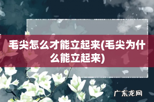 毛尖为什么能立起来 毛尖怎么才能立起来