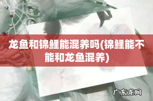 锦鲤能不能和龙鱼混养 龙鱼和锦鲤能混养吗