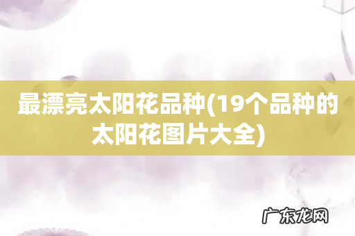 19个品种的太阳花图片大全 最漂亮太阳花品种