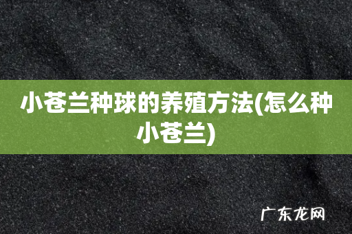 怎么种小苍兰 小苍兰种球的养殖方法
