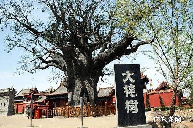 冠县酒厂 冠县酒厂都出过什么酒啊