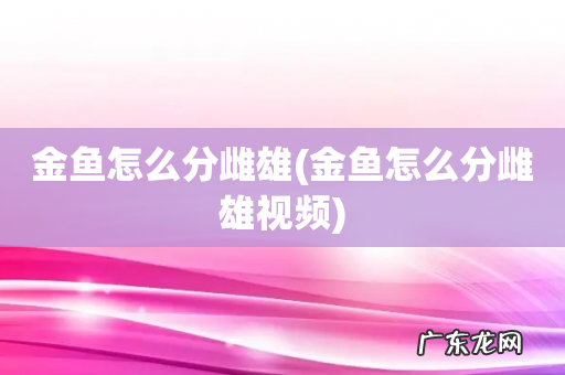 金鱼怎么分雌雄视频 金鱼怎么分雌雄