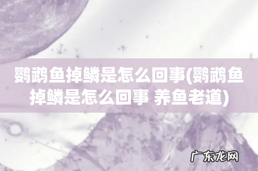 鹦鹉鱼掉鳞是怎么回事 养鱼老道 鹦鹉鱼掉鳞是怎么回事