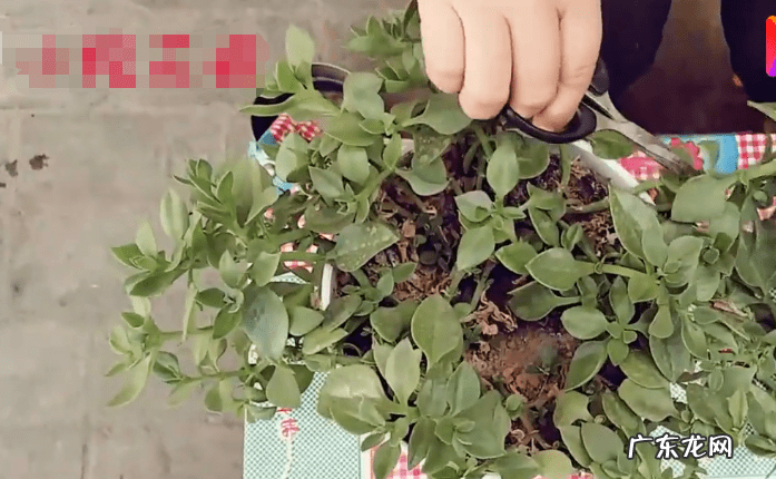 牡丹吊兰花的寓意和风水 牡丹吊兰的风水作用禁忌