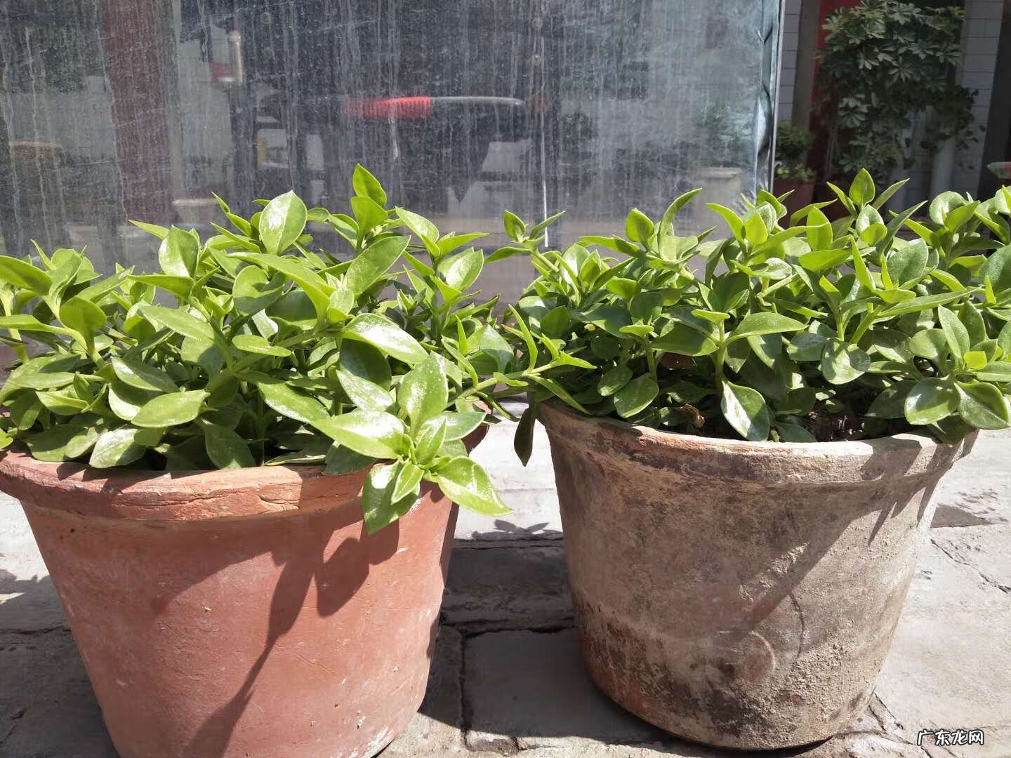 牡丹吊兰花的寓意和风水 牡丹吊兰的风水作用禁忌