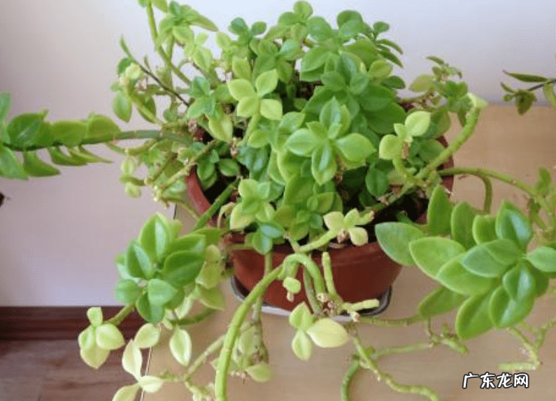 牡丹吊兰花的寓意和风水 牡丹吊兰的风水作用禁忌