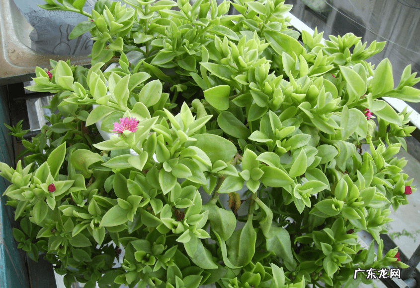 牡丹吊兰花的寓意和风水 牡丹吊兰的风水作用禁忌