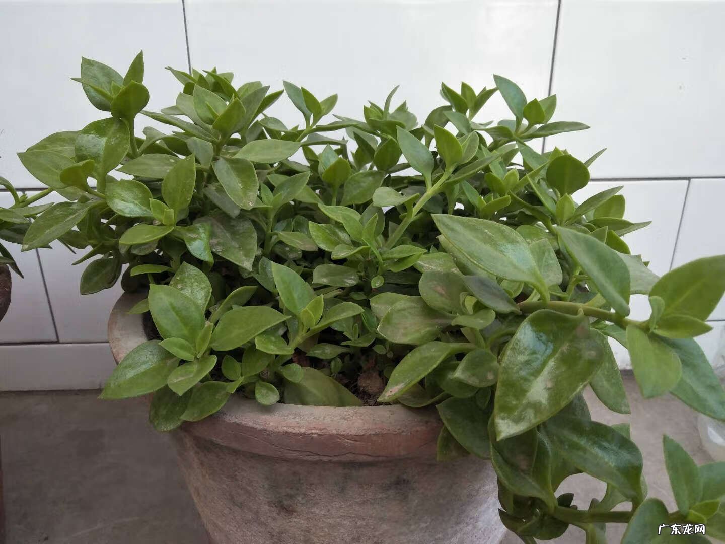 牡丹吊兰花的寓意和风水 牡丹吊兰的风水作用禁忌