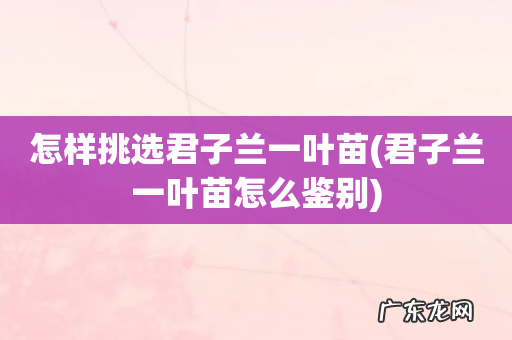 君子兰一叶苗怎么鉴别 怎样挑选君子兰一叶苗