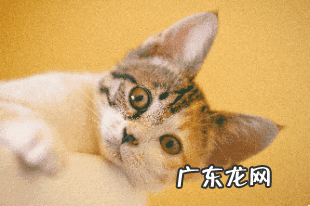 如何制作会动的表情包?我用这2个方法斗图从没有输过