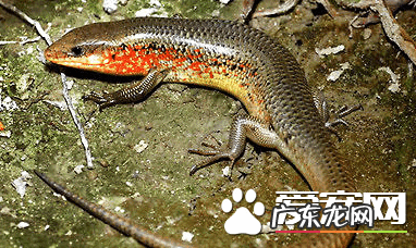 什么石头适合做好宠物石 宠物石龙子