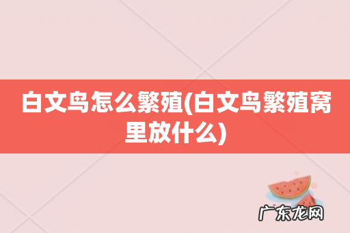 白文鸟繁殖窝里放什么 白文鸟怎么繁殖