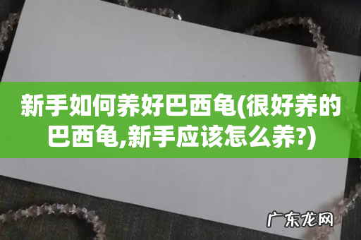 很好养的巴西龟,新手应该怎么养? 新手如何养好巴西龟