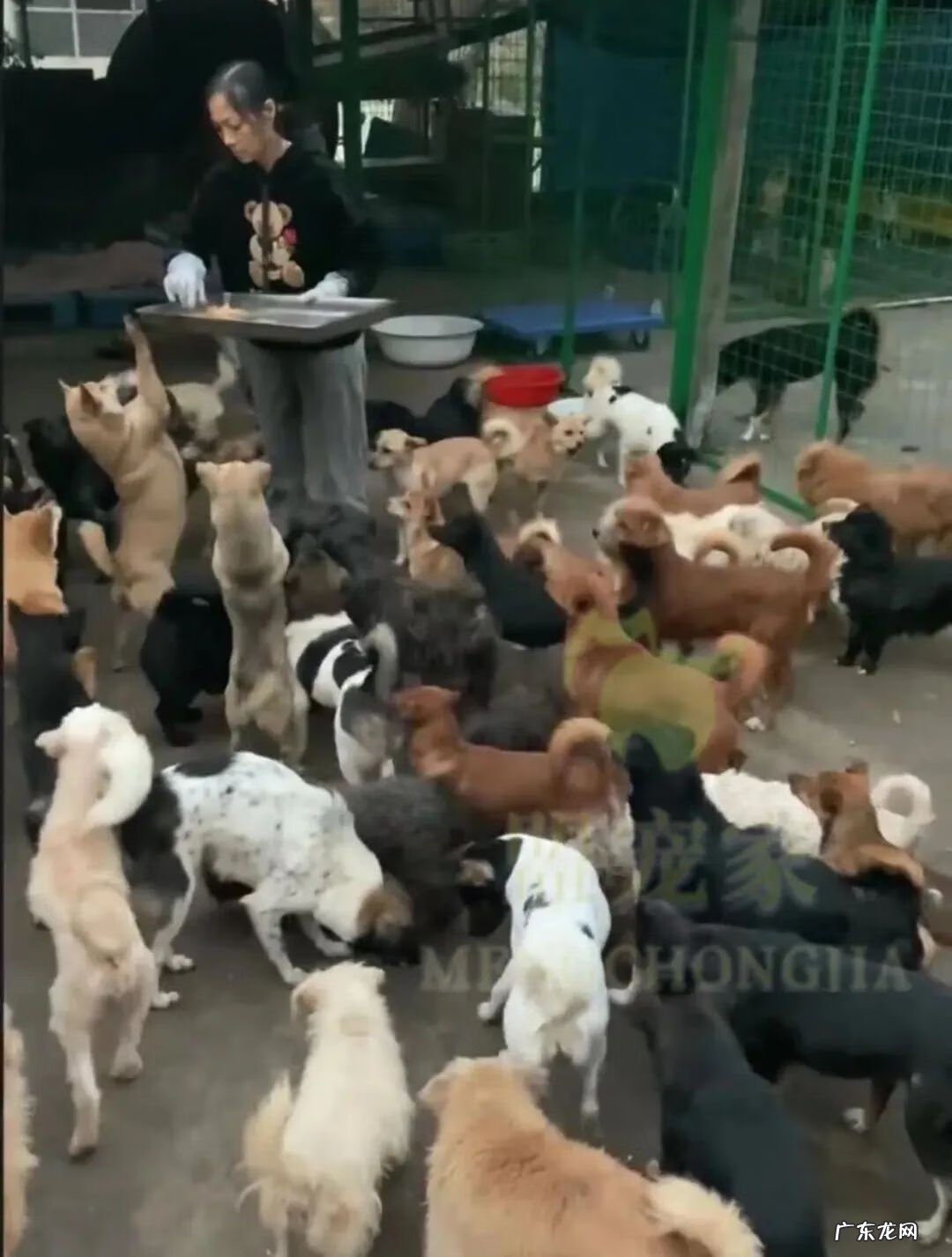 压死自己家的狗会走霉运吗 流浪狗被车压死了的话