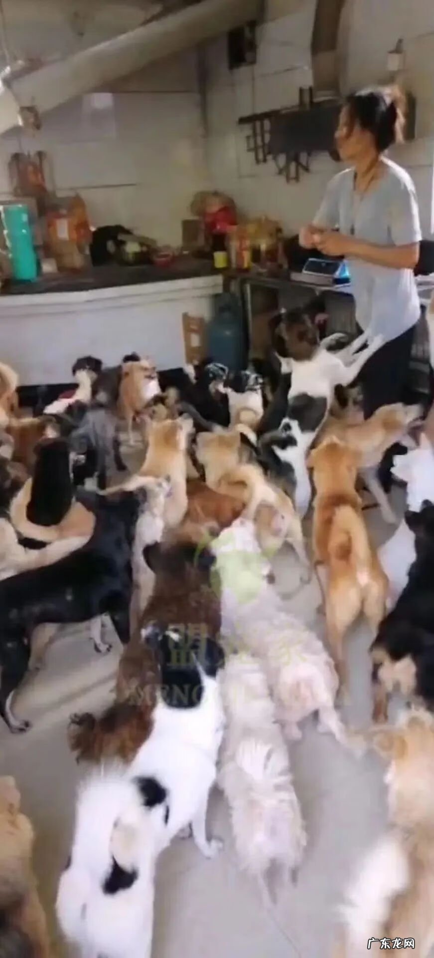 压死自己家的狗会走霉运吗 流浪狗被车压死了的话