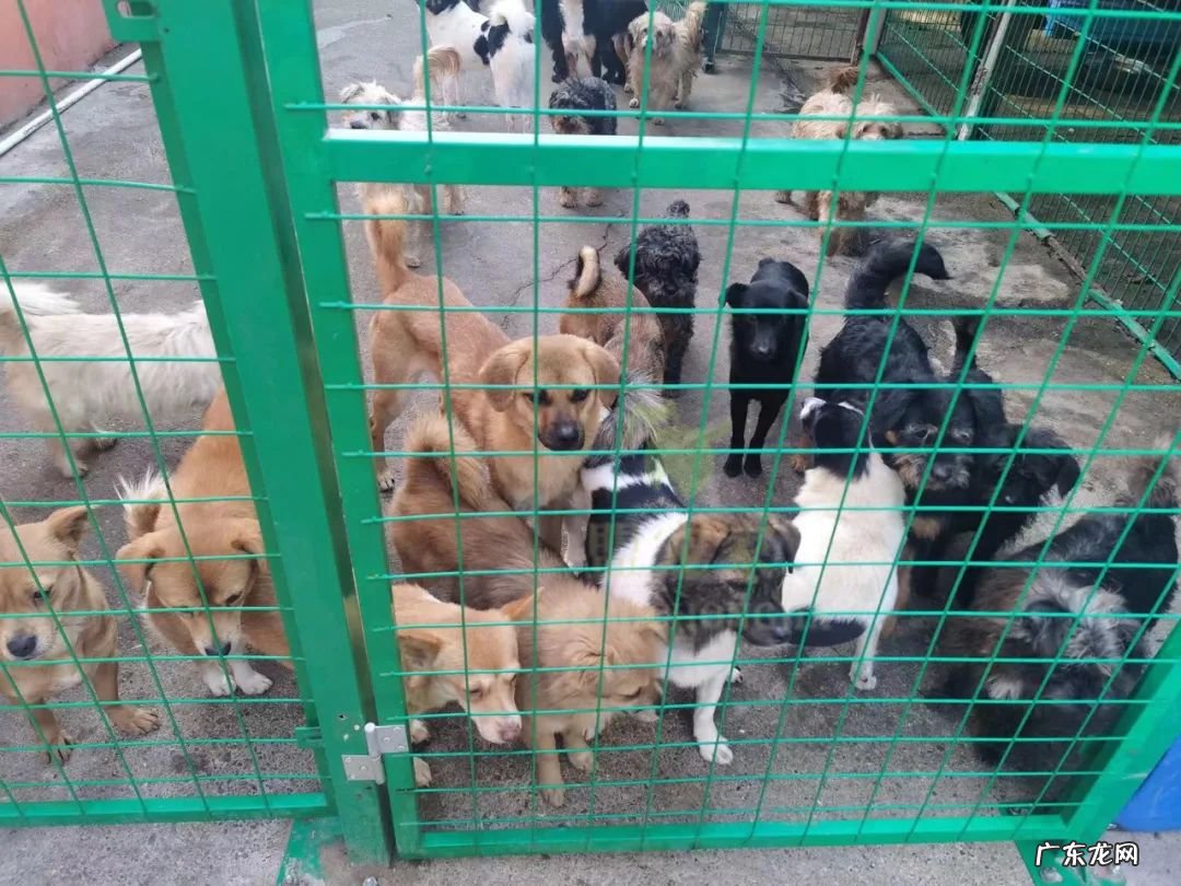 压死自己家的狗会走霉运吗 流浪狗被车压死了的话