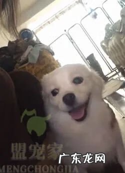 压死自己家的狗会走霉运吗 流浪狗被车压死了的话