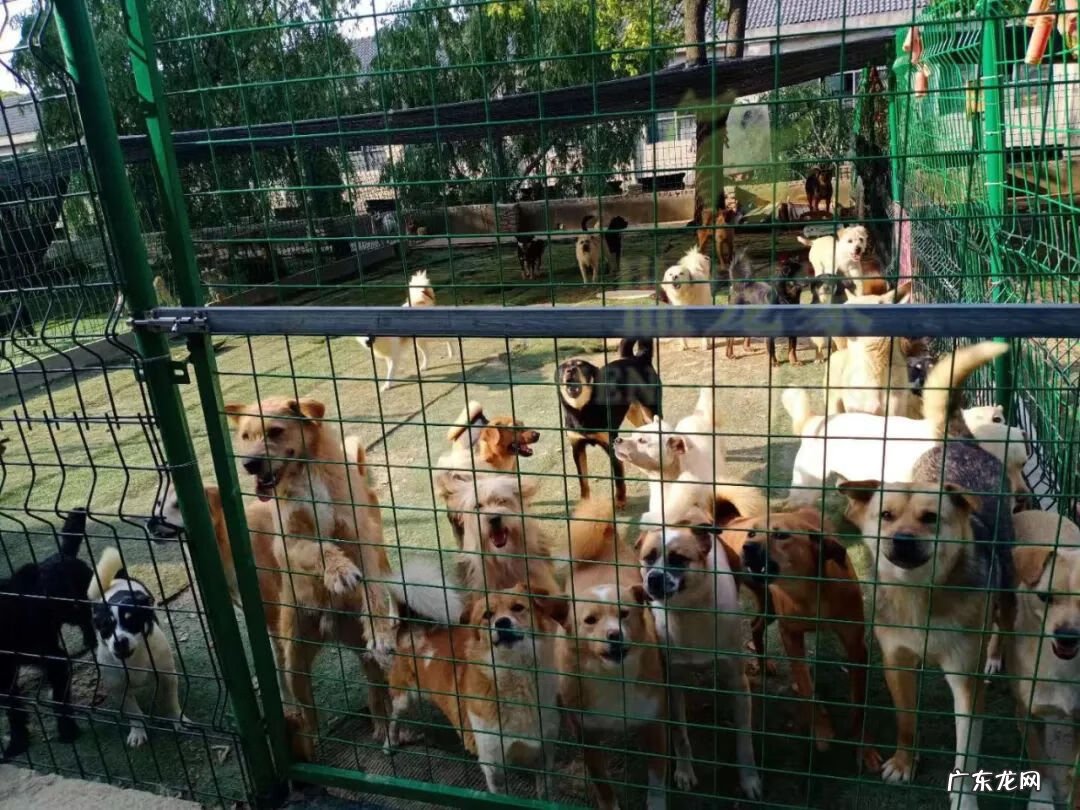 压死自己家的狗会走霉运吗 流浪狗被车压死了的话