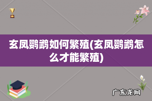玄凤鹦鹉怎么才能繁殖 玄凤鹦鹉如何繁殖