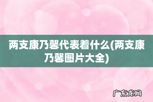 两支康乃馨图片大全 两支康乃馨代表着什么