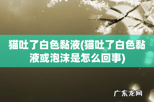猫吐了白色黏液或泡沫是怎么回事 猫吐了白色黏液