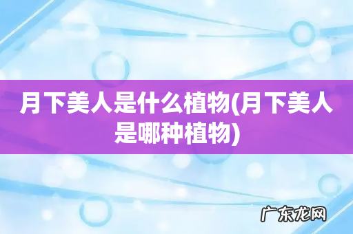 月下美人是哪种植物 月下美人是什么植物