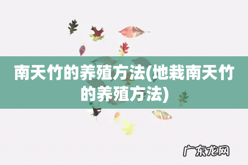 地栽南天竹的养殖方法 南天竹的养殖方法