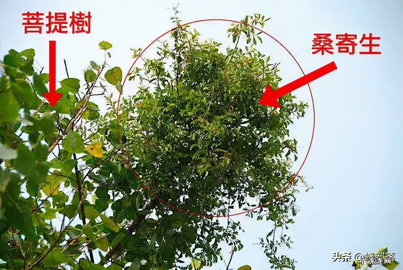 桑树种植的风水 桑叶在家里风水